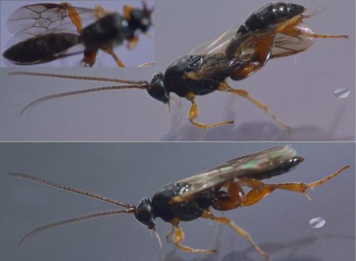 Réf. 242 030 : Hypsicera sp.